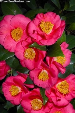 Camellia hybrid ‘Bright Eyes’ - Camellia